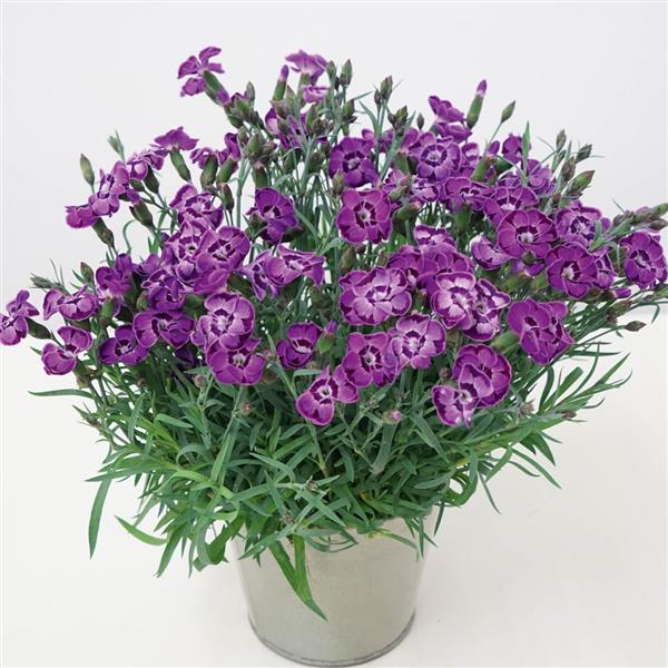 Dianthus EverLast™ Violet Blue - Container