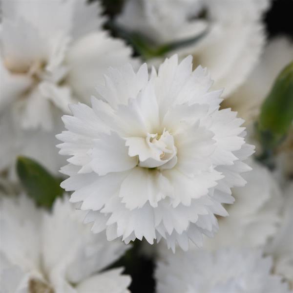 Dianthus EverLast™ White - Bloom