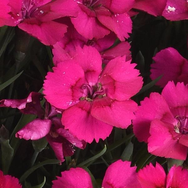 Dianthus EverLast™ Neon Pink - Bloom