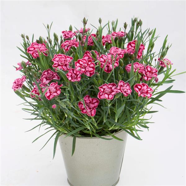 Dianthus EverLast™ Red+Pink - Container