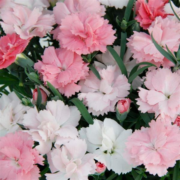 Dianthus EverLast™ Pink to White - Bloom