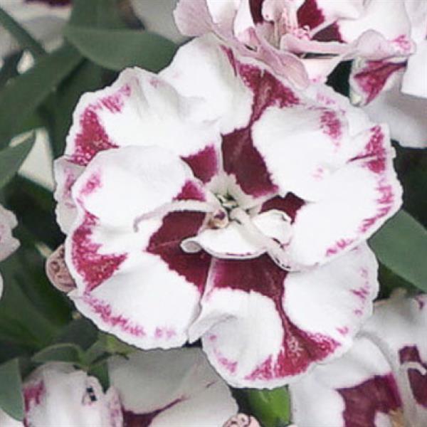 Dianthus EverLast™ Cherry Swirl - Bloom