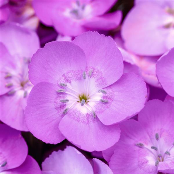 Dianthus EverLast™ Lavender Shimmer - Bloom