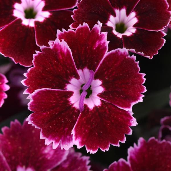 Dianthus EverLast™ Ruby Edge - Bloom