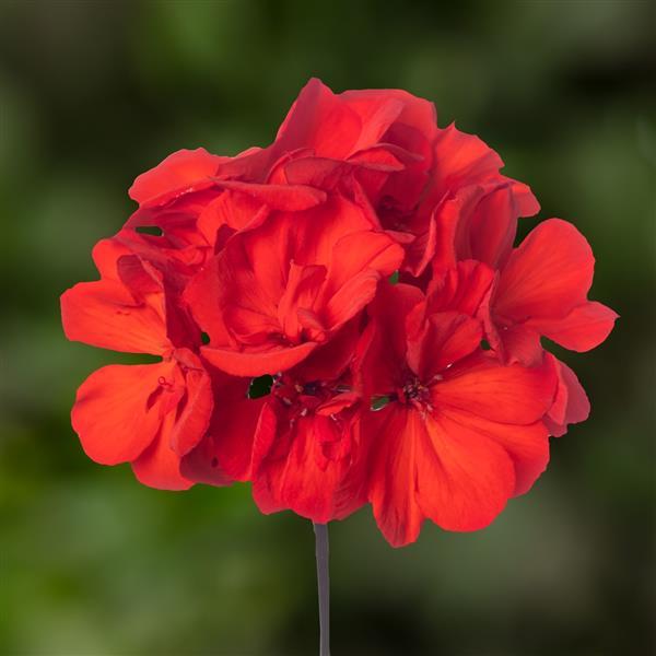 Mojo Scarlet Interspecific Geranium - Bloom