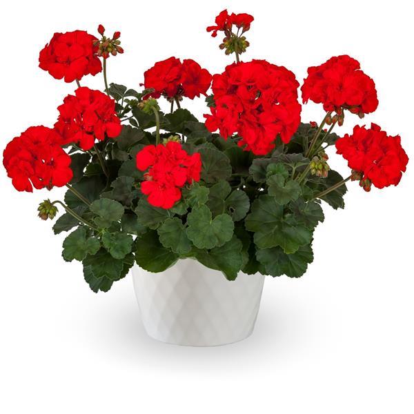 Mojo Scarlet Interspecific Geranium - Container