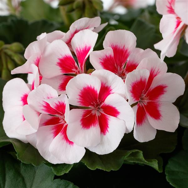 Mojo White Splash Interspecific Geranium - Bloom