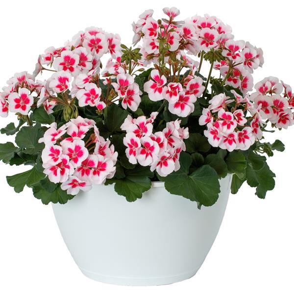 Mojo White Splash Interspecific Geranium - Container