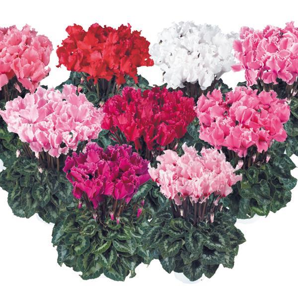 Halios® Select CURLY Early Mix Cyclamen - Bloom