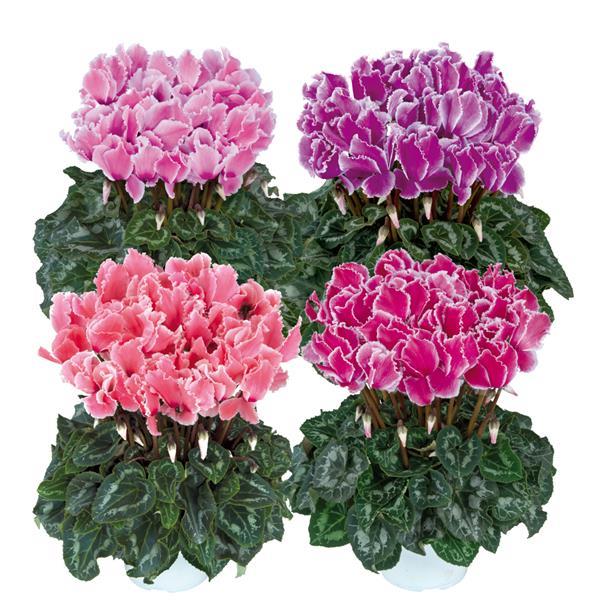 Halios® Select CURLY Flame Mix Cyclamen - Bloom