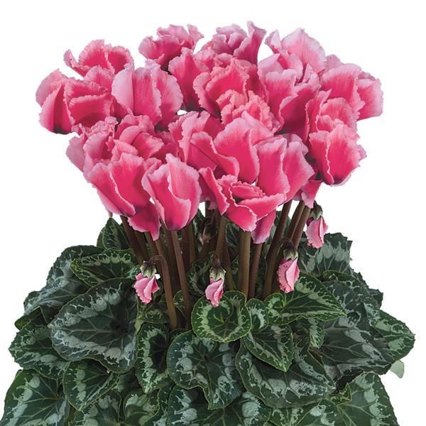 Halios® Select CURLY Litchi Rose Cyclamen - Bloom