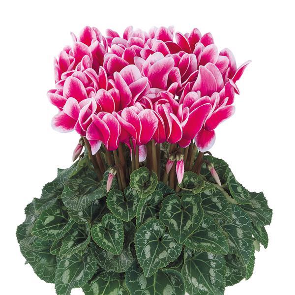 Halios® Select Fantasia Deep Rose Cyclamen - Bloom