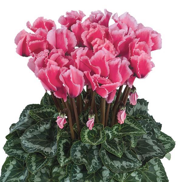 Halios® Select Litchi Rose Cyclamen - Bloom