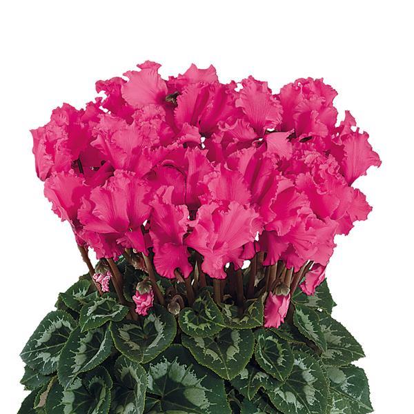 Halios® Select CURLY Indian Rose Cyclamen - Bloom