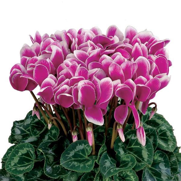 Latinia® Select Fantasia Purple Cyclamen - Bloom
