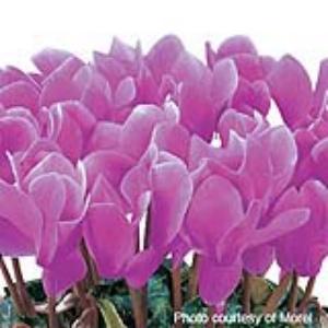 Latinia® Lilac Cyclamen - Bloom