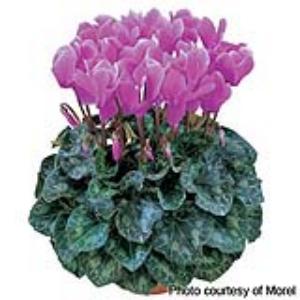 Latinia® Lilac Cyclamen - Container