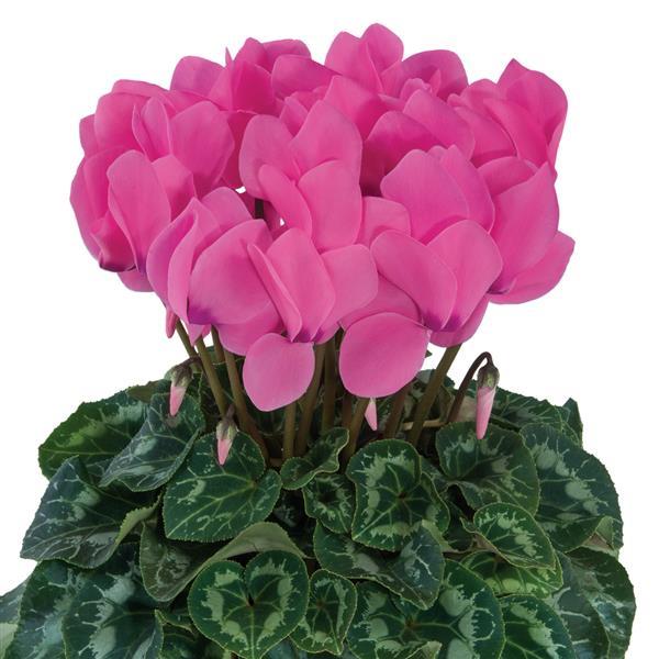 Latinia® Success Candy Pink Cyclamen - Bloom