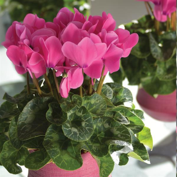 Latinia® Success Candy Pink Cyclamen - Container