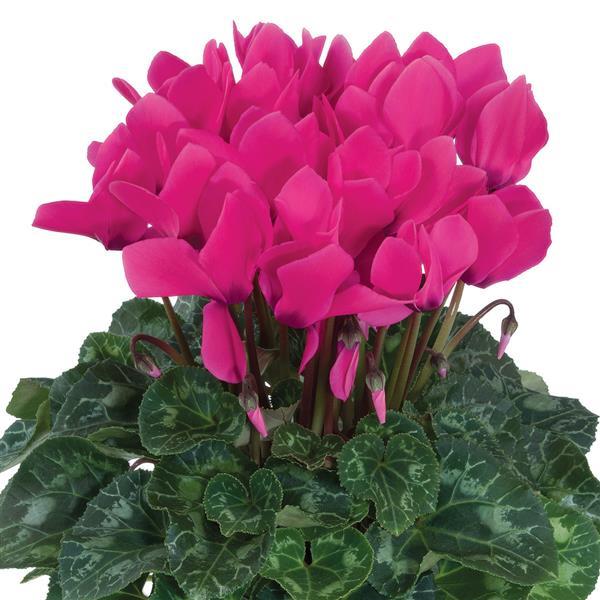 Latinia® Success Neon Rose Cyclamen - Bloom