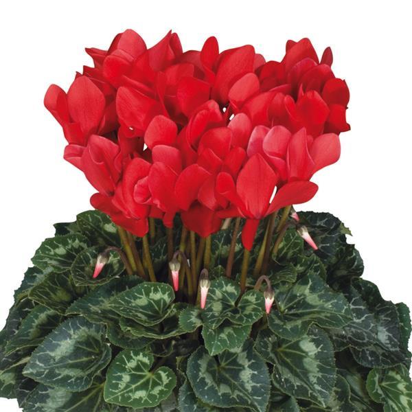 Latinia® Success Bright Red Cyclamen - Bloom