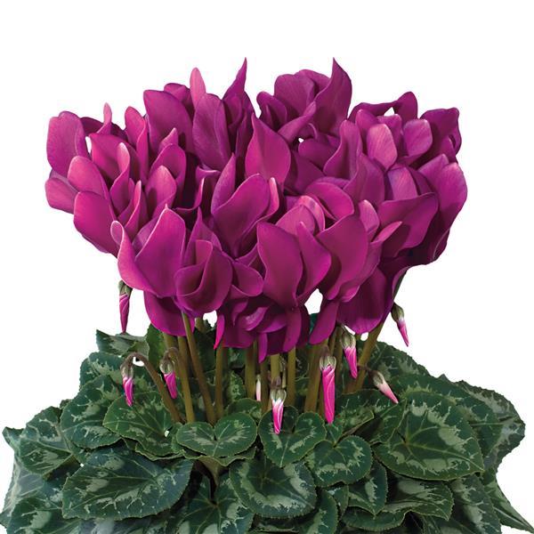 Latinia® Success Light Purple Cyclamen - Bloom