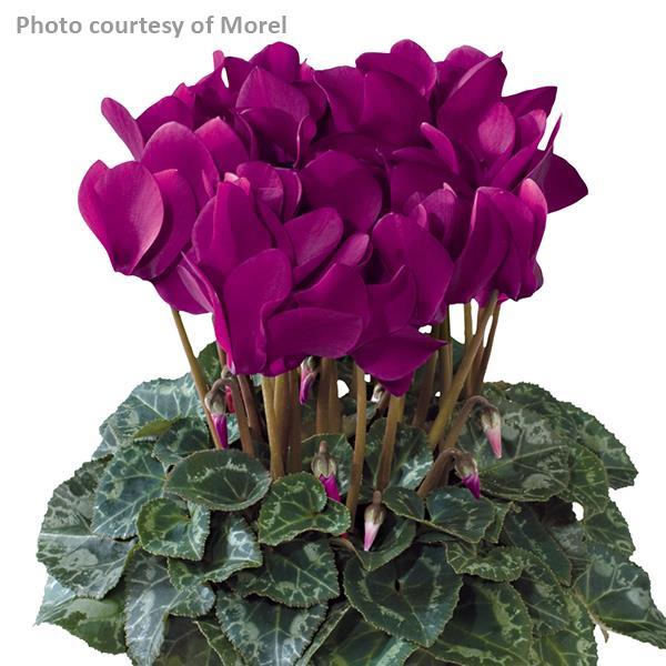 Tianis® Purple Cyclamen - Bloom
