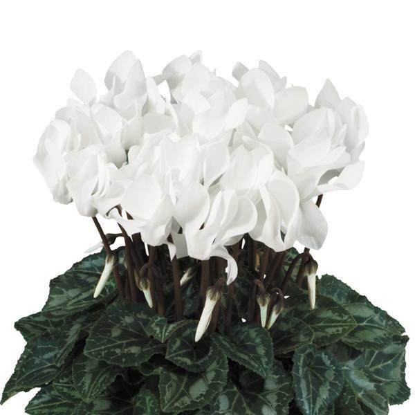 Tianis® Pure White Cyclamen - Bloom