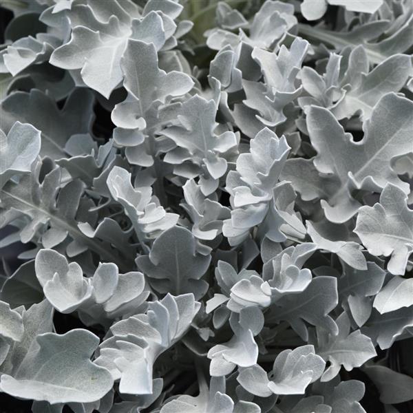 Centaurea ragusina Silver Swirl - Bloom