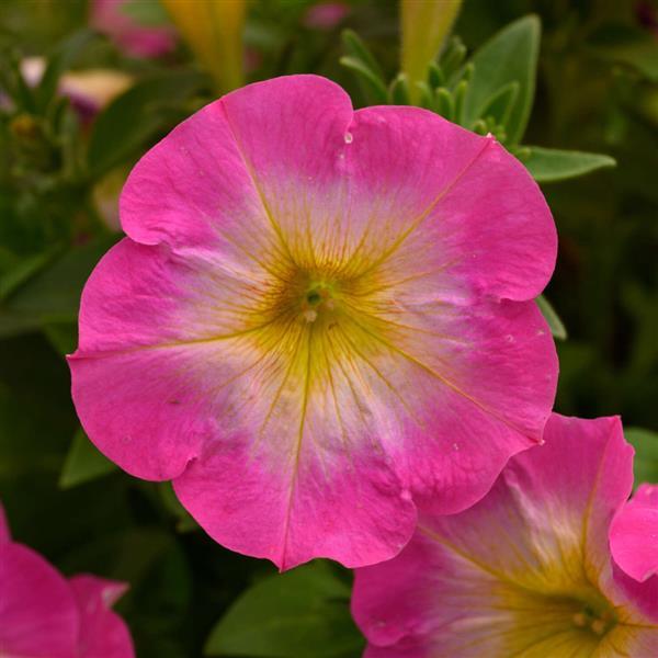 Capella Pink Morn Petunia