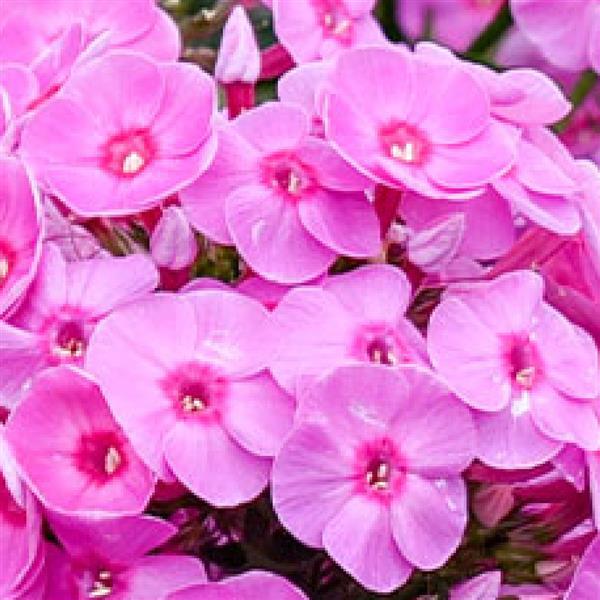 Phlox Luminary Prismatic Pink - Bloom