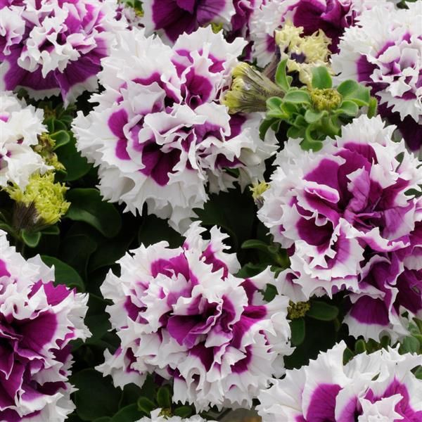 Pirouette Purple Double Petunia - Bloom