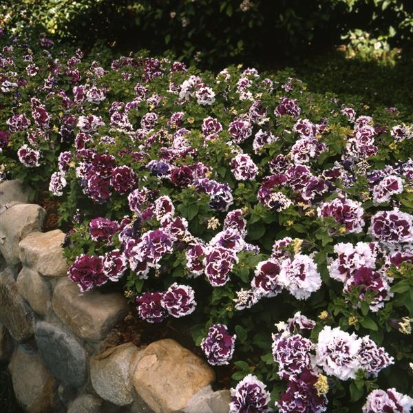 Pirouette Purple Double Petunia - Landscape