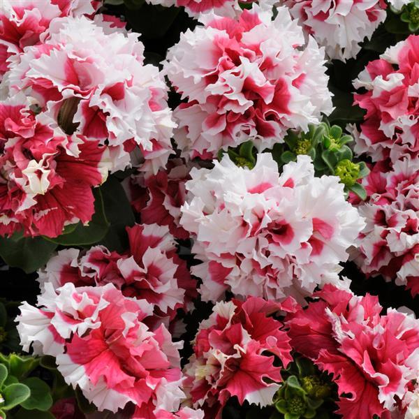 Pirouette Red Double Petunia - Bloom