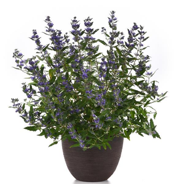 Caryopteris Emerald Crest - Container