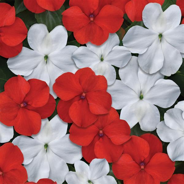 Beacon® Red White Mixture Impatiens - Bloom