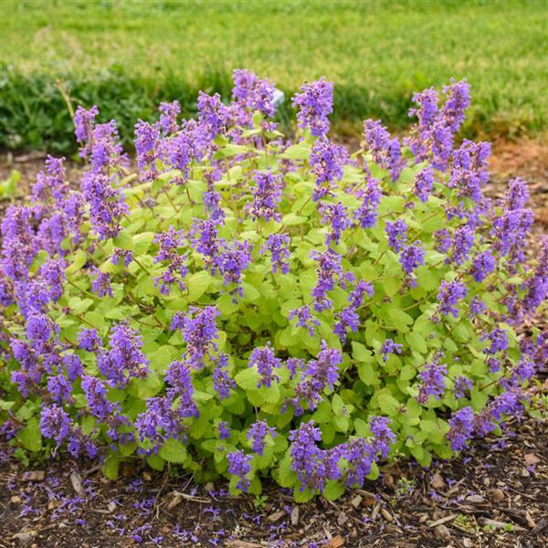 Nepeta Chartreuse on the Loose - Landscape