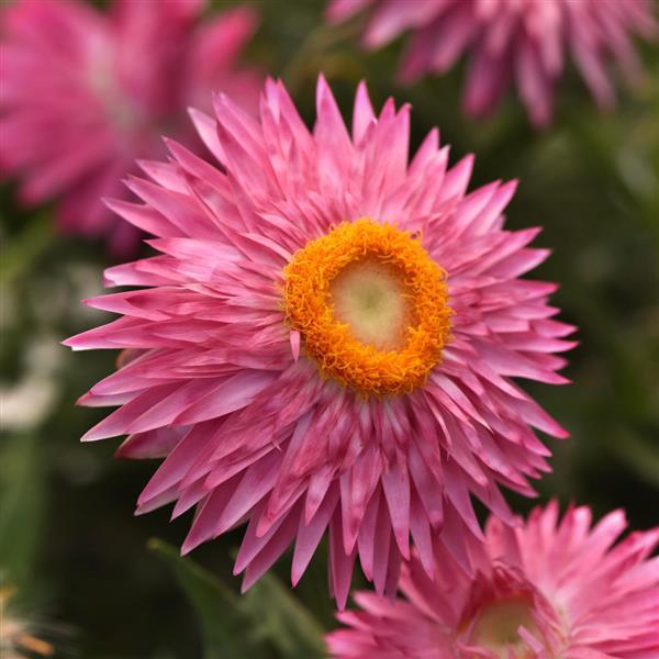 Mohave™ Pink Bracteantha - Bloom