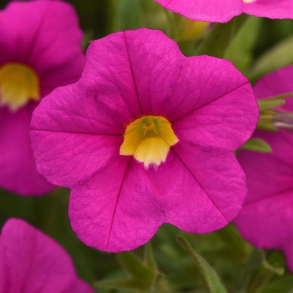 MiniFamous® Uno Pink Calibrachoa - Bloom