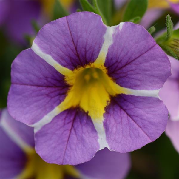 MiniFamous® Uno Violet Star Calibrachoa - Bloom