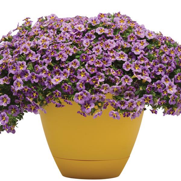 MiniFamous® Uno Violet Star Calibrachoa - Container