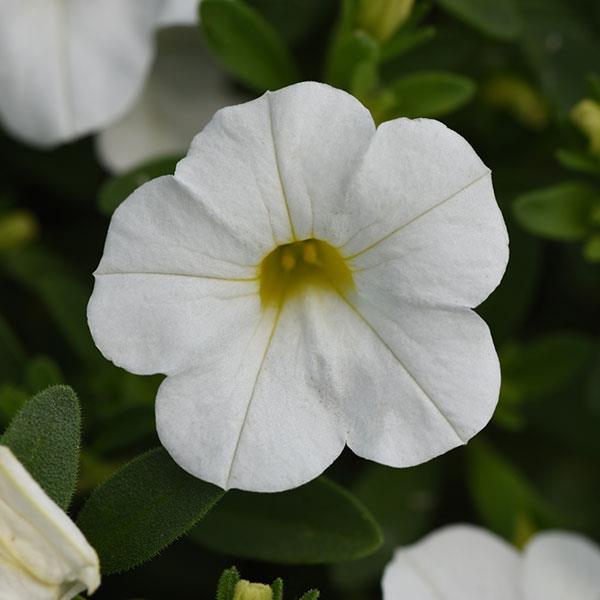 MiniFamous® Uno White Calibrachoa - Bloom