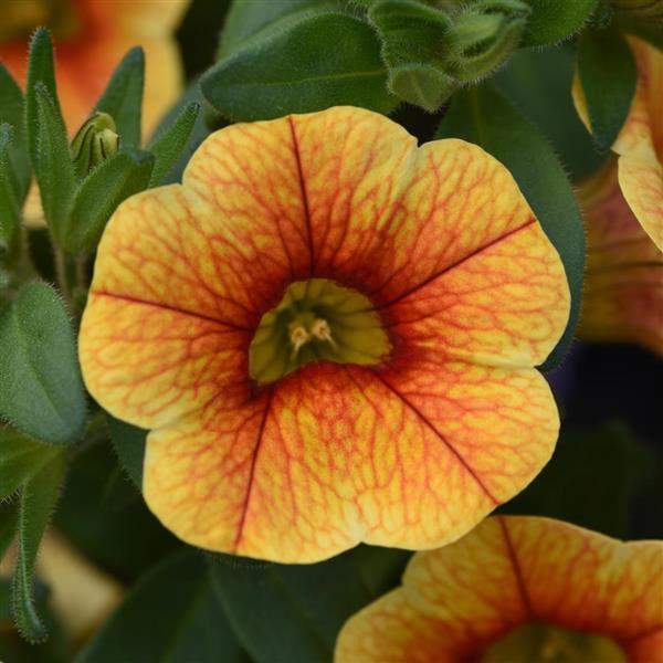 MiniFamous® Uno Yellow+Red Vein Calibrachoa - Bloom