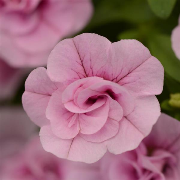 MiniFamous® Uno Double Light Pink Calibrachoa - Bloom