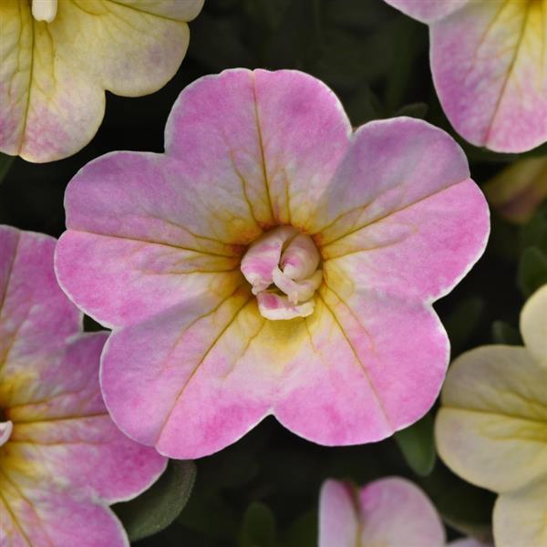 MiniFamous® Uno Pink Radiance Calibrachoa - Bloom