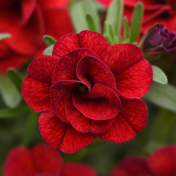 MiniFamous® Uno Double Red 25 Calibrachoa - Bloom