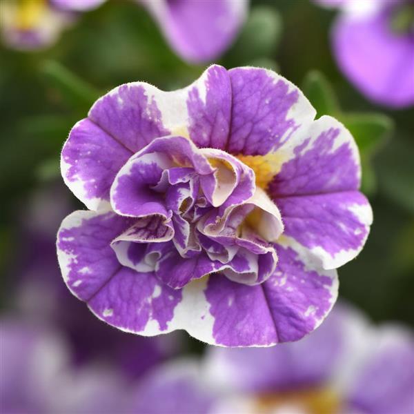 MiniFamous® Uno Funtopia Blue Calibrachoa - Bloom