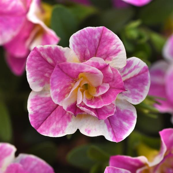 MiniFamous® Uno Funtopia Pink Calibrachoa - Bloom