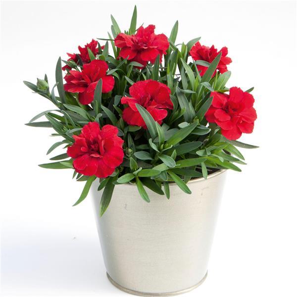 Oscar® Cherry Dianthus - Container