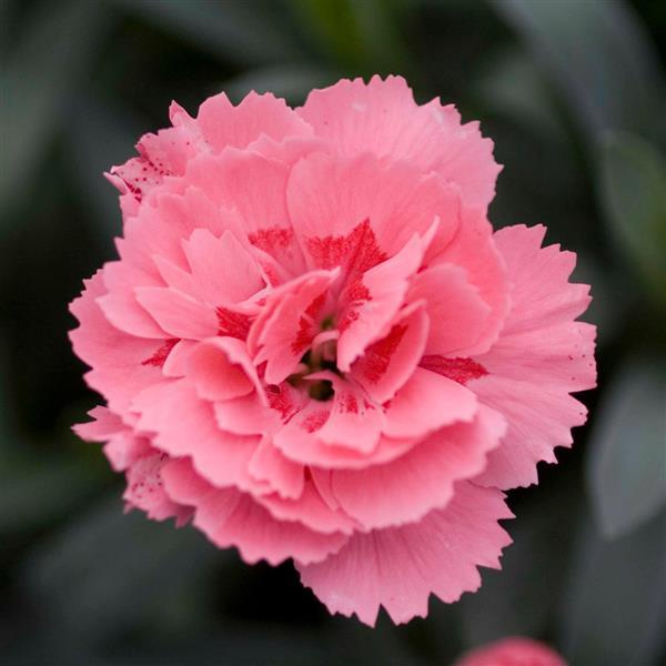 Oscar® Pink Dianthus - Bloom